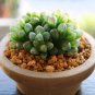 Haworthia Obtusa Yamada Black Succulent 5 PCS Seeds