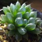 Haworthia Obtusa Yamada Black Succulent 5 PCS Seeds