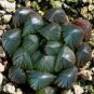 Haworthia Obtusa Yamada Black Succulent 5 PCS Seeds