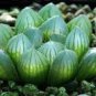 Haworthia Obtusa Yamada Black Succulent 5 PCS Seeds