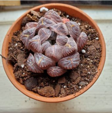 Haworthia obtusa Semilucent Red Lovely Bonsai Succulent 5 PCS Seeds