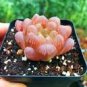 Haworthia obtusa Semilucent Red Lovely Bonsai Succulent 5 PCS Seeds