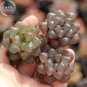Haworthia obtusa Semilucent Red Lovely Bonsai Succulent 5 PCS Seeds