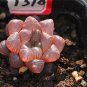 Haworthia obtusa Semilucent Red Lovely Bonsai Succulent 5 PCS Seeds