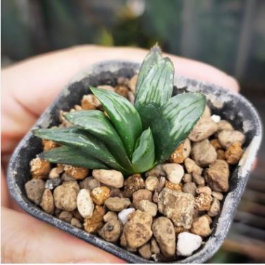 Haworthia Shinkirou Bonsai Black Succulent Plants 5 PCS Seeds