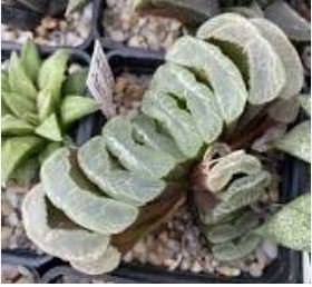 Haworthia truncata Rainbow 20 PCS Seeds