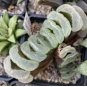 Haworthia truncata Rainbow 20 PCS Seeds