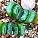 Haworthia truncata Seed New Colorful Succulent Plant 1 PCS Seeds Haworthia truncata Seed New Colorful Succulent Plant 1 PCS Seeds