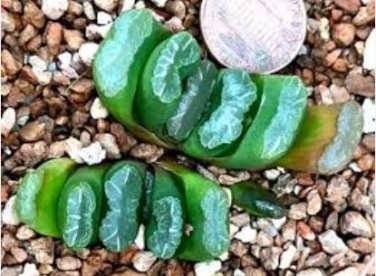 Haworthia truncata Seed New Colorful Succulent Plant 1 PCS Seeds