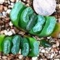Haworthia truncata Seed New Colorful Succulent Plant 1 PCS Seeds