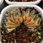 Haworthia truncata Seed New Colorful Succulent Plant 1 PCS Seeds