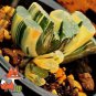 Haworthia truncata Seed New Colorful Succulent Plant 1 PCS Seeds