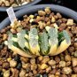 Haworthia truncata Seed New Colorful Succulent Plant 1 PCS Seeds