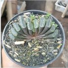 Haworthia truteriorum Hybrids Gray Semilucent White Bonsai Succulent 5 PCS Seeds