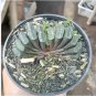 Haworthia truteriorum Hybrids Gray Semilucent White Bonsai Succulent 5 PCS Seeds