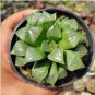 Haworthia var. pilifera Hybrid 5 PCS Seeds