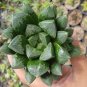 Haworthia var. pilifera Hybrid 5 PCS Seeds