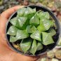 Haworthia var. pilifera Hybrid 5 PCS Seeds