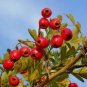 Hawthorn seeds Fructus Crataegi Herbs Maybush Seeds Maytree 8 PCS Seeds