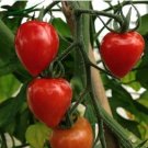 Heart-Shaped Tomatoberry Garden Tomato Hybrid 100 PCS Seeds Heart-Shaped Tomatoberry Garden Tomato Hybrid 100 PCS Seeds