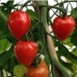 Heart-Shaped Tomatoberry Garden Tomato Hybrid 100 PCS Seeds