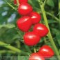 Heart-Shaped Tomatoberry Garden Tomato Hybrid 100 PCS Seeds