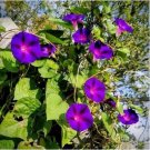 Heavenly Mix Morning Glory Vine 25 PCS Seeds