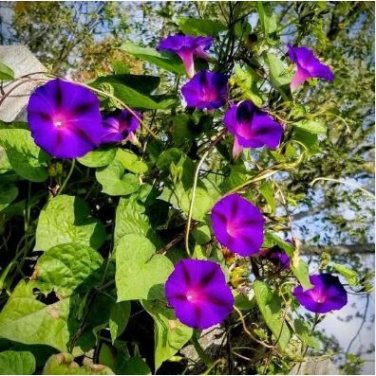 Heavenly Mix Morning Glory Vine 25 PCS Seeds