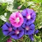 Heavenly Mix Morning Glory Vine 25 PCS Seeds