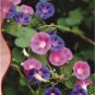 Heavenly Mix Morning Glory Vine 25 PCS Seeds