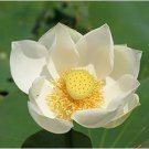Heirloom 'Bai Xu' White Lotus (Nelumbo Nucifera) 1 PCS Seeds