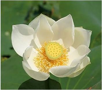 Heirloom 'Bai Xu' White Lotus (Nelumbo Nucifera) 1 PCS Seeds