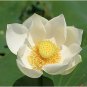 Heirloom 'Bai Xu' White Lotus (Nelumbo Nucifera) 1 PCS Seeds