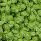 Heirloom 'Bush Fine Leaved' Basil 20 PCS Seeds Heirloom 'Bush Fine Leaved' Basil 20 PCS Seeds