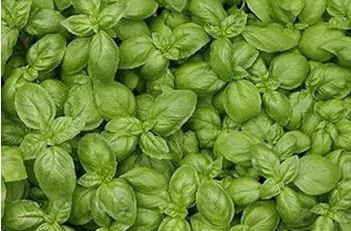Heirloom 'Bush Fine Leaved' Basil 20 PCS Seeds