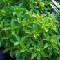 Heirloom 'Bush Fine Leaved' Basil 20 PCS Seeds