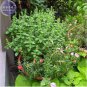 Heirloom 'Bush Fine Leaved' Basil 20 PCS Seeds