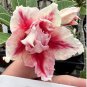 Heirloom 'Cheng Wang' Adenium Desert rose 2 PCS Seeds