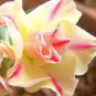 Heirloom 'Cheng Wang' Adenium Desert rose 2 PCS Seeds