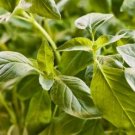 Heirloom 'Bush Fine Leaved' Basil 20 PCS Seeds Heirloom 'Bush Fine Leaved' Basil 20 PCS Seeds