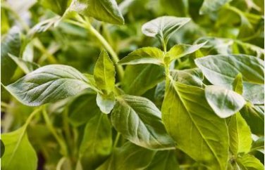 Heirloom 'Bush Fine Leaved' Basil 20 PCS Seeds
