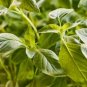 Heirloom 'Bush Fine Leaved' Basil 20 PCS Seeds