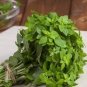 Heirloom 'Bush Fine Leaved' Basil 20 PCS Seeds