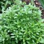 Heirloom 'Bush Fine Leaved' Basil 20 PCS Seeds