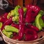 Heirloom 'Cubanelle' Pepper Green Red Orange Sweet Pepper 50 PCS Seeds