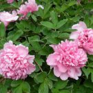 Heirloom 'Fen Pan Tuo Jin' Pink Peony Tree 5 PCS Seeds