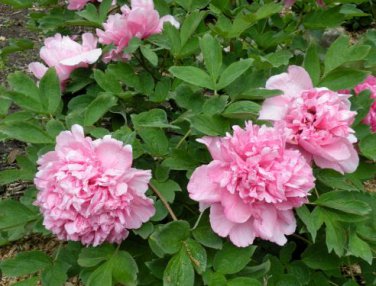 Heirloom 'Fen Pan Tuo Jin' Pink Peony Tree 5 PCS Seeds