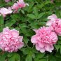 Heirloom 'Fen Pan Tuo Jin' Pink Peony Tree 5 PCS Seeds