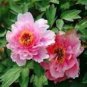 Heirloom 'Fen Pan Tuo Jin' Pink Peony Tree 5 PCS Seeds
