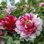 Heirloom 'Er Qiao' White Dark Red Fragrant Peony Tree Flower 5 PCS Seeds